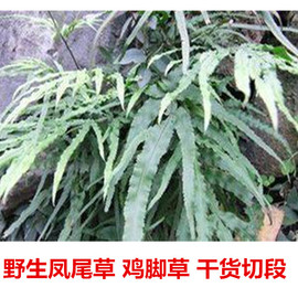 中药材野生凤凰草凤尾草鸡脚草，金鸡尾(金鸡尾，)鸡爪草干货切段500克