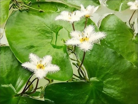 一叶莲碗莲水生花卉，水培植物室内阳台，四季开花盆栽鱼缸浮生莲花