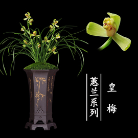 兰花盆栽植物室内蕙兰浓香无花苞好养客厅皇梅名贵极品花卉兰花苗