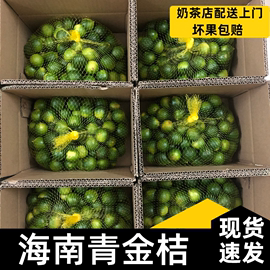 现摘新鲜海南小青金桔小柠檬供应奶茶饮品店青柠檬小金桔5斤