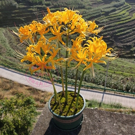 忽地笑 金色石蒜  彼岸花种球  曼珠沙华盆栽 室内四季种植花卉