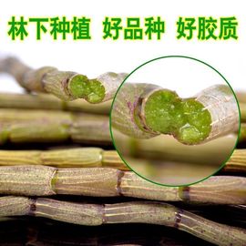 5年石斛鲜条煲汤泡茶榨汁饱满铁皮石斛紫皮滋补营养汁多现摘现发