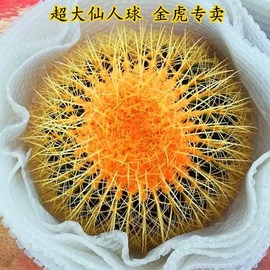 超大金虎仙人球美虎仙人球办公室大气植物超大型多肉仙人掌科绿植