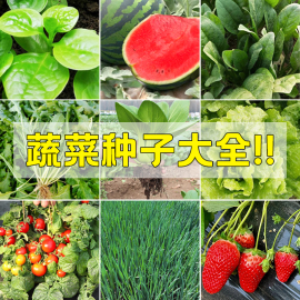 四季阳台蔬菜水果种子，番茄草莓羊角蜜辣椒茄子，青菜高产种子大全