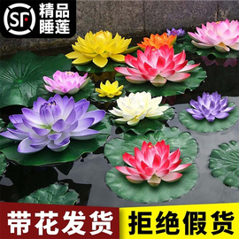 睡莲水培植物荷花带花水池塘，莲花根块水养花卉盆栽碗莲花根茎带芽