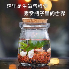 免打理桌面生态瓶自循环微景观diy材料水草缸鱼缸玻璃微景缸手办