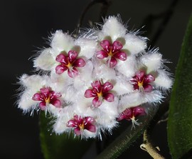 球兰花盆栽 藤本植物 青铜器球兰 大叶小叶青铜器球兰花 爬藤植物