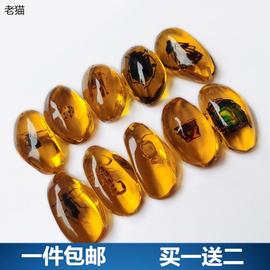 真实昆虫标本人工虫珀动物蝎子蝴蝶琥珀吊坠项链学生教学挂件摆件