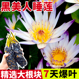 黑美人睡莲根块迷你微型家养小睡莲四季开花花卉，名贵无土水培植物