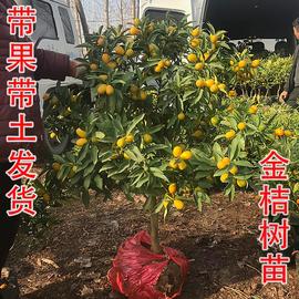 四季金桔苗树苗可食用脆皮，金桔树苗带大果盆栽，地栽树苗室内外果树