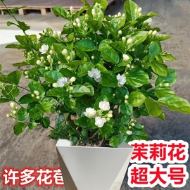 茉莉花盆栽带花苞重瓣茉莉苗浓香型四季开花不断阳台庭院花卉绿植