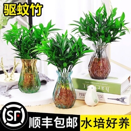 竹柏驱蚊竹水培植物室内客厅，水养绿植花卉，盆栽办公室桌面四季好养