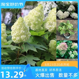 栎叶绣球落跑新娘红宝石拖鞋盆栽苗庭院花园切花耐寒花灌木绣球花