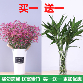 云南勿忘我富贵竹水培植物天然干花花束满天星客厅家居装饰摆件