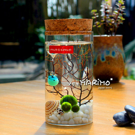 marimo温馨梦境幸福海藻，球苔藓创意盆栽微景观生态瓶diy礼物