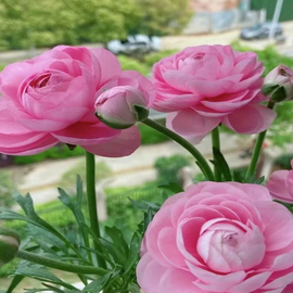 花毛茛种球重瓣洋牡丹花苗，耐寒四季种室内外庭院，阳台盆栽花卉种子