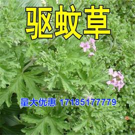 驱蚊草种子室内庭院驱蚊香草绿植盆栽花卉花种草籽 春夏秋四季播