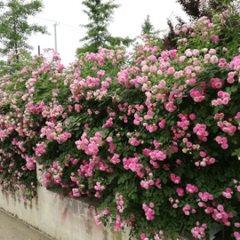 无刺多花爬藤蔷薇花苗十姐妹庭院，粉色大花浓香型，七姐妹浅粉色花卉