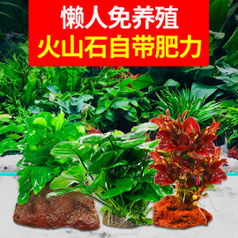 鱼缸造景水草植物真草活慕斯莫斯懒人水榕沉木无需底沙绿植阴性