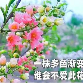 文冠花树苗浓香型盆栽室内外阳台庭院观赏花卉绿植好养多年生植物