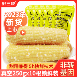 野三坡23年新鲜采摘黄糯玉米白糯玉米10棒真空粘糯玉米苞米