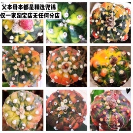 卯卯的花园 兜锦种子 Astrophytum 新鲜采收多肉 仙人球 植物盆栽