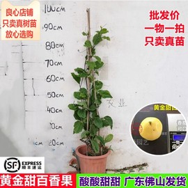 百香果苗台湾黄金甜百香果鸡蛋果苗爬藤植物阳台庭院盆栽树苗