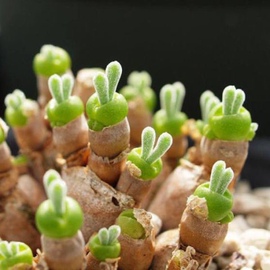 碧光环小兔子生石花屁股花绿色南非混合石生花组盆多肉植物石生花