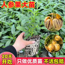 四季人参果苗盆栽种籽果树果苗南方种植四季阳台，蔬菜秧苗水果种子