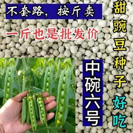 甜脆豌豆种子中碗六号农家四季种植长寿豌豆仁甜豆蔬菜籽 豆荚籽