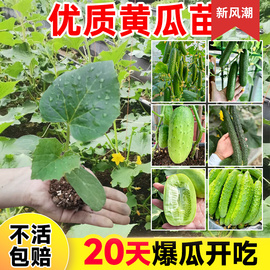 四季黄瓜苗老品种水果黄瓜苗秧无刺阳台种植盆栽南方庭院蔬菜大全