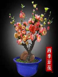 四季海棠花带花苞老桩盆景，四季开花耐寒花卉，南北方种植好养活