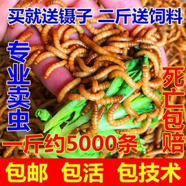 面包虫活体黄粉虫活体种虫龙鱼乌龟仓鼠蜥蜴石蛙鸟饲料引种养殖