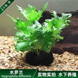 水草鱼缸草缸装饰造景中后景草坨草淡水植物增氧水下叶定植水罗兰