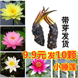 9.9元3个大睡莲根块水生植物池塘，莲花大睡莲种根根茎鱼池荷花种子