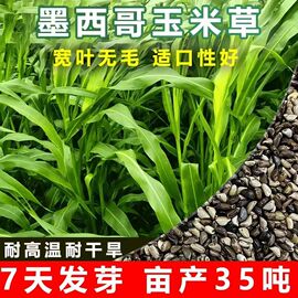 进口墨西哥玉米草种子优12阔叶草鸡鸭，鹅牛羊鱼高产高营养(高营养)饲草作物