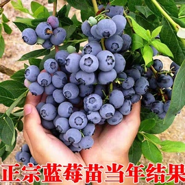 蓝莓树苗盆栽地栽四季兔眼果树苗庭院阳台南方北方种植当年结果