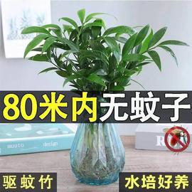 水培驱蚊竹柏水养植物，盆栽绿植室内花卉客厅办公桌好养四季常青