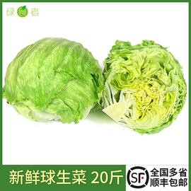 球生菜20斤新鲜蔬菜，沙拉食材西餐，汉堡用圆生菜球型西生菜