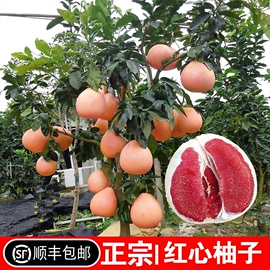 柚子树苗红心红肉蜜柚嫁接三红蜜柚果树果苗南方北方种植当年结果