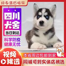 四川犬舍纯种哈士奇幼犬三把火蓝眼小中型二哈犬宠物狗雪橇犬