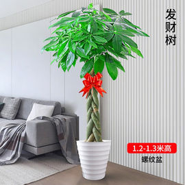 听雪楼发财树盆栽室内大型招财树绿植物，客厅办公室乔迁开业花