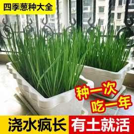 四季小香葱种籽子小分葱种籽阳台盆栽种植红火葱种头蔬菜种孑大全