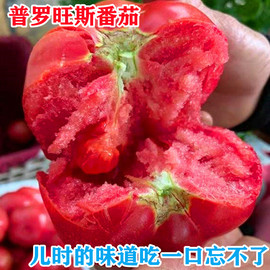 普罗旺斯番茄种子种苗水果番茄，种子荷兰进口西红柿种籽口感好