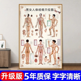 男女穴位图挂画人体骨骼结构图挂图养生馆中医馆人体十二经宣传画