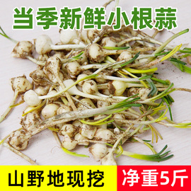 东北特产小根蒜5斤1斤装新鲜小根菜山野菜，小葱大脑瓜蹦