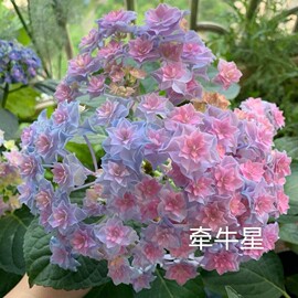 3.进口大花绣球植物牵牛星，凤凰克鲁瓦星手鞠莎伦鲜溅花苗盆栽