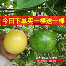 台湾金霸黄金百香果苗果树果苗，南方种植百香果树苗，四季爬藤特大果