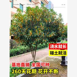 嫁接桂花盆栽盆景地栽桂花树苗四季桂金桂丹桂阳台庭院浓香型花卉