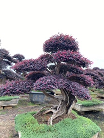 红花继木树桩庭院花卉植物，植物四季户外四季盆景庭院造型绿化